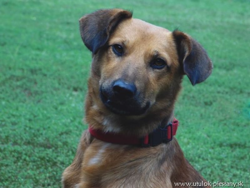 YON - der hübsche Rüde hat einen etwas schwierigen Charakter - wer gibt ihm eine Chance?