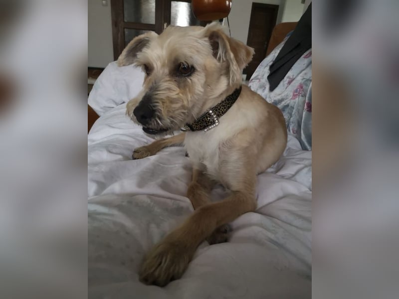 BENY - wer möchte dem neugierigen, unternehmungslustigen Rüden die Welt zeigen?