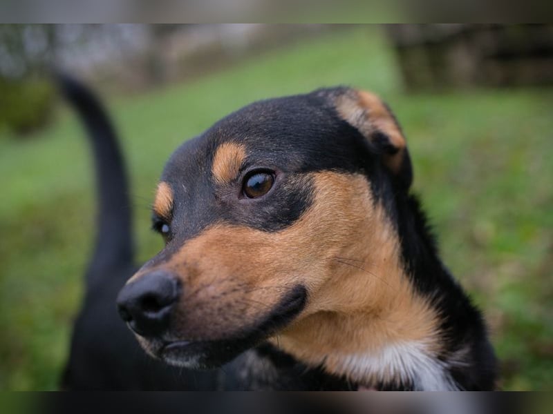DAVY - der hübsche und aktive Junghund freut sich auf tolle Abenteuer!