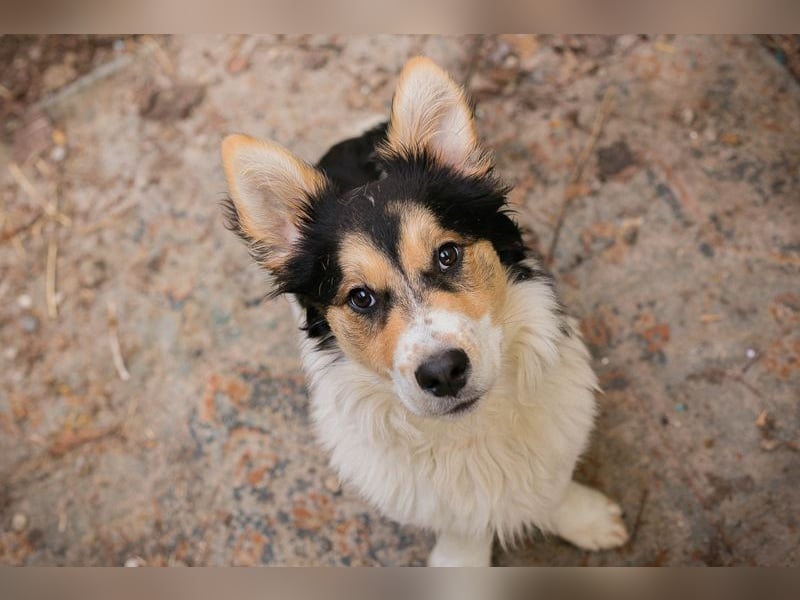 GINO - der kleine Mann möchte mit seinen Menschen die Welt entdecken!