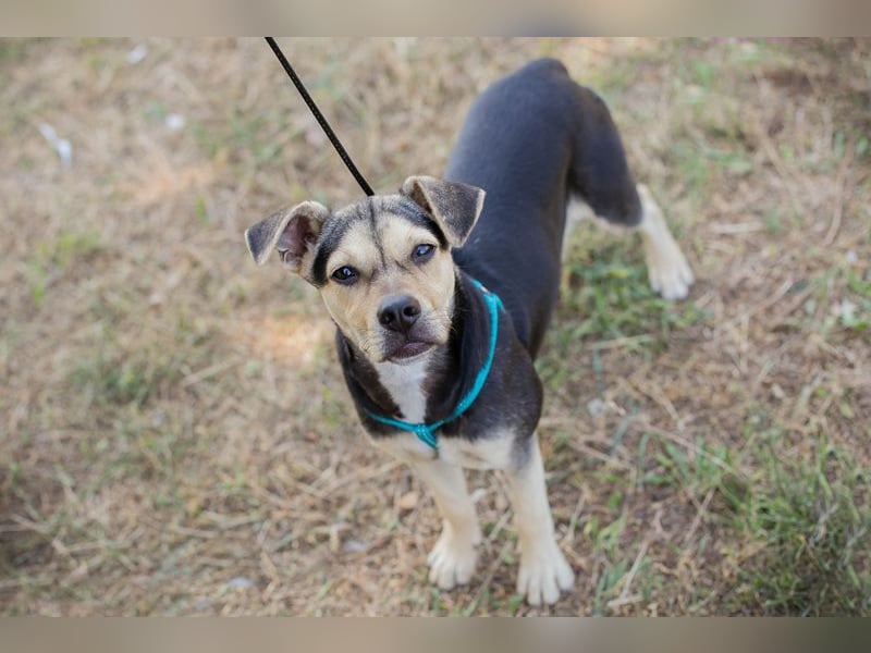 Sime sucht ein Zuhause, aber bitte eines ohne Kleintiere