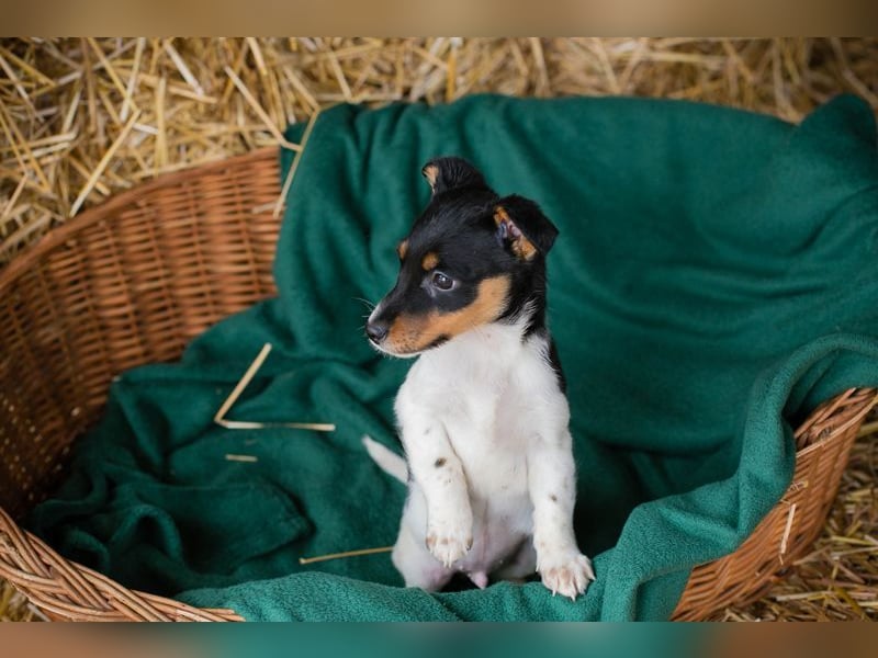 Welpe BALTHASAR - ich träume von einer eigenen Familie die mich lieb hat...