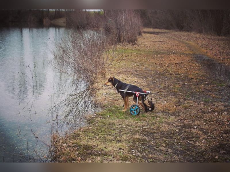 ROBY - der lebensfrohe, verschmuste Rüde mit Handicap träumt von einer eigenen Familie