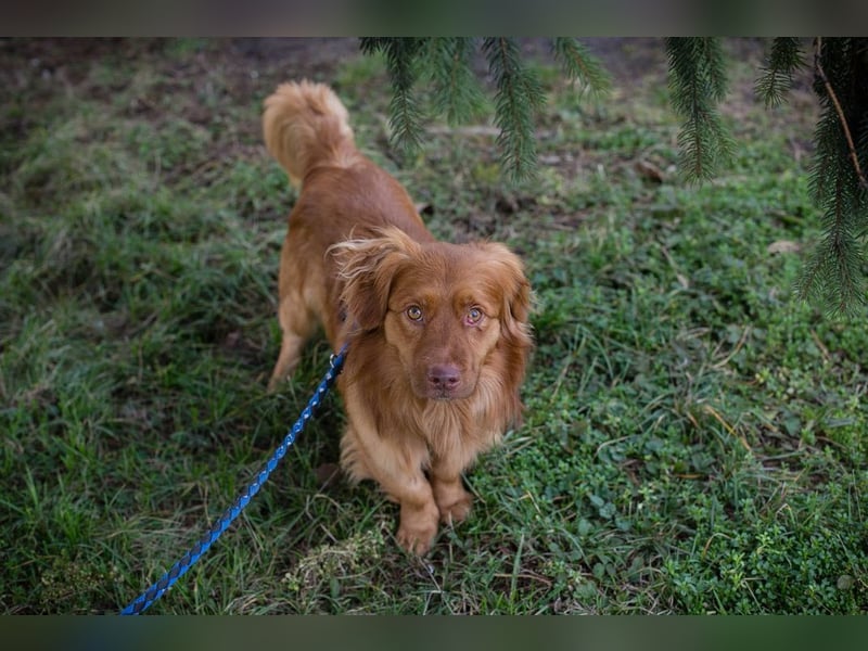 MICHEL - ich mag andere Hunde und wünsche mir ein Zuhause mit viel Zeit!
