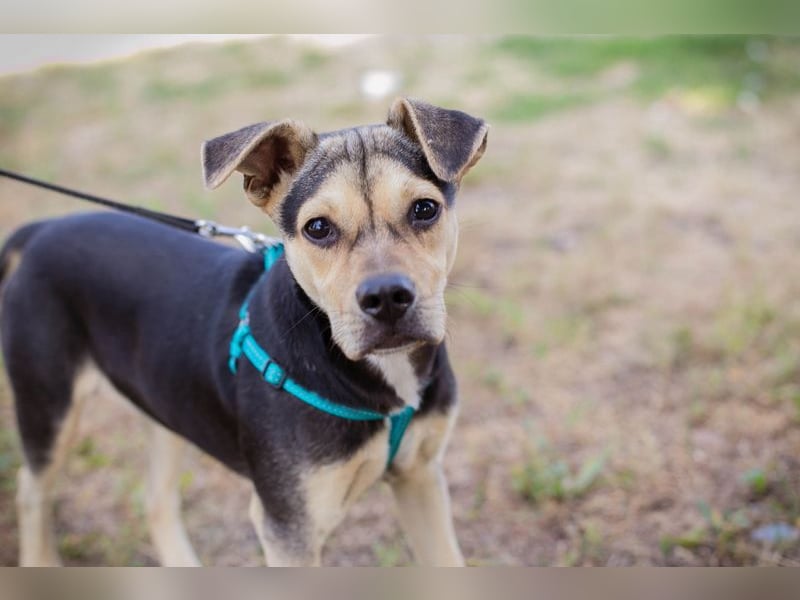 Sime sucht ein Zuhause, aber bitte eines ohne Kleintiere