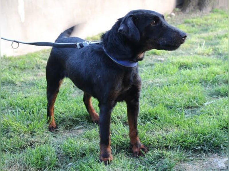 JULLY R. - ihre neue Familie sollte sich mit der Seele eines Terriers etwas auskennen