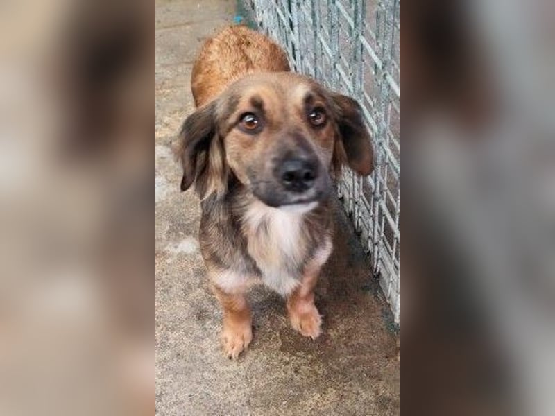 ZIWA - die liebe, dankbare und verschmuste Maus träumt von einem liebevollen Zuhause!