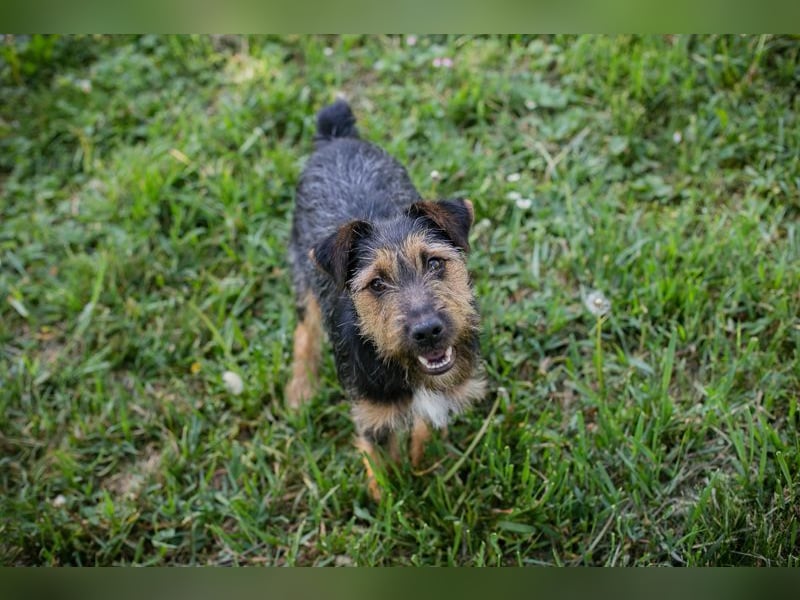 PERCY - der liebe Junghund mag Menschen und Artgenossen und sucht ein tolles Zuhause