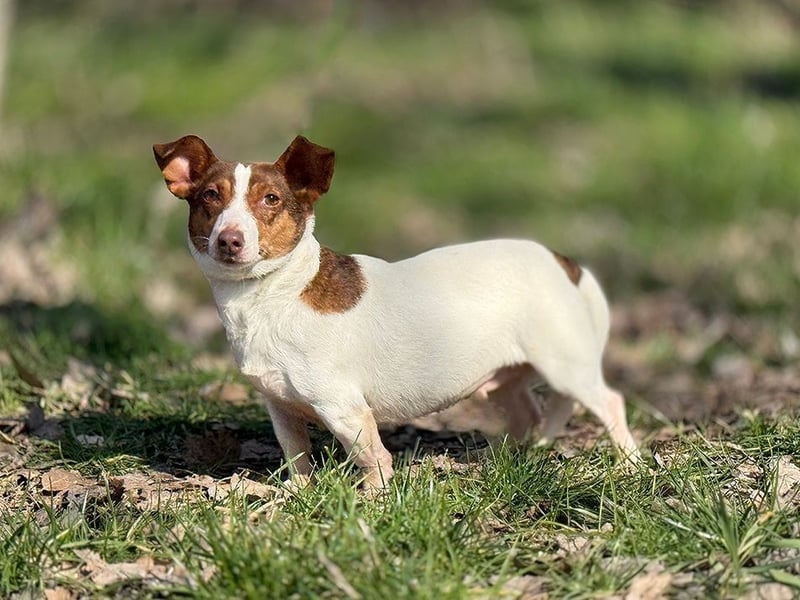 RAISHA - spazieren, lernen, kuscheln - wir suchen hier eine unternehmungslustige Familie!