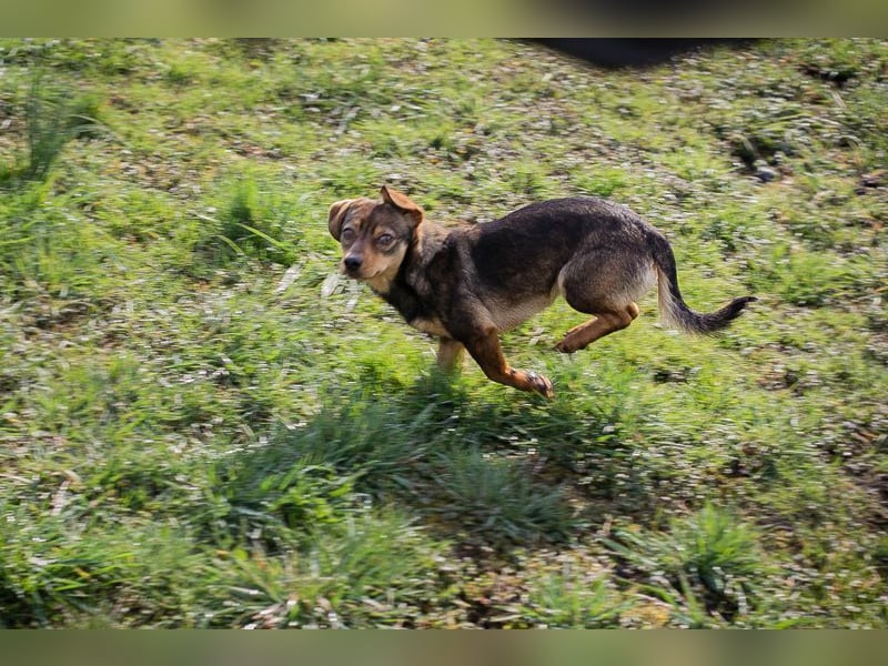 Welpe MILKA - ich suche eine Familie die mich beschützt und mir ein Zuhause schenkt