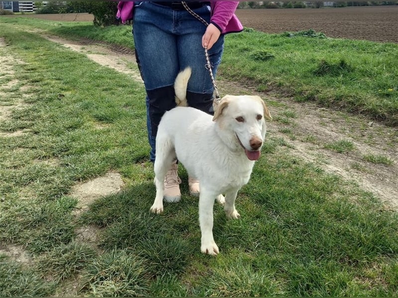 GLACE - der neugierige und freundliche Rüde würde sich sehr über Familienanschluss freuen