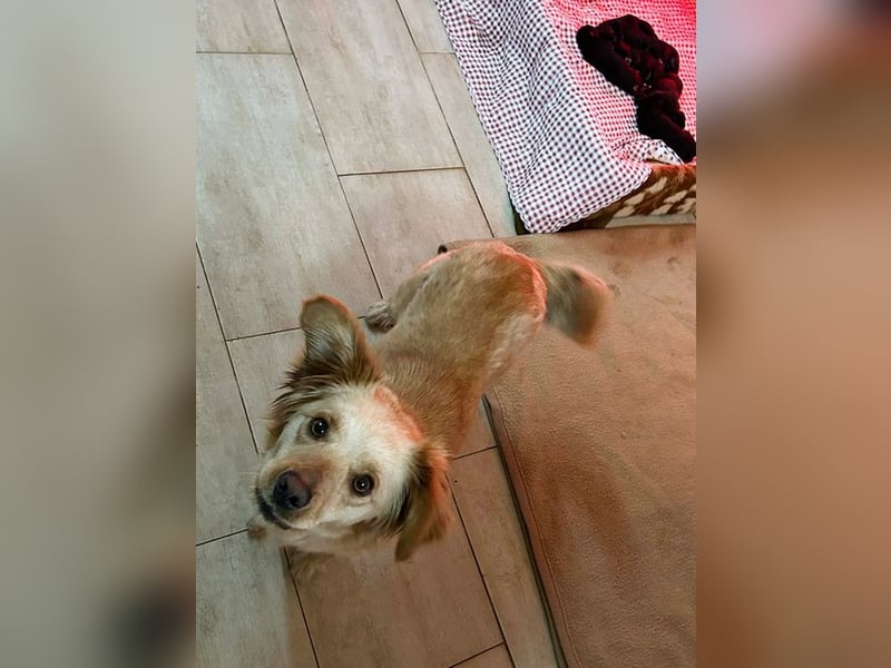 FEE - die süße Zaubermaus freut sich auf ein tolles Für-Immer Zuhause!