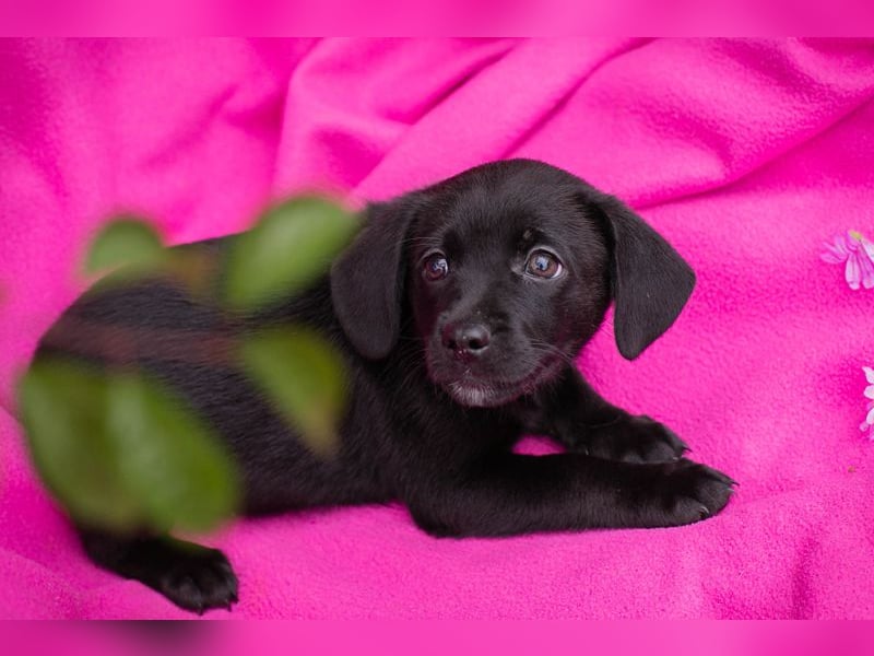 Chip 258233 - das Welpenmädchen sucht ein Zuhause und eine Namenspatenschaft