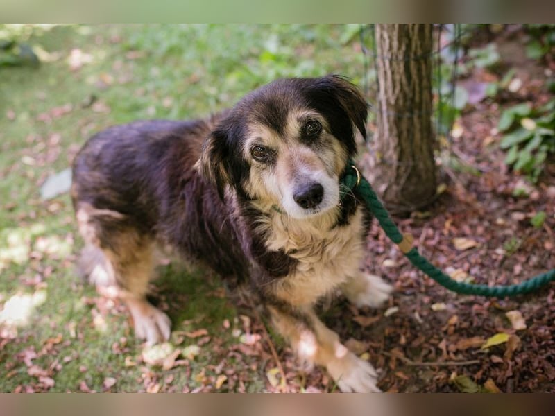 PAULA - die süße Hundeomi wünscht sich ein liebes Zuhause, in dem sie gekuschelt und umsorgt wird.