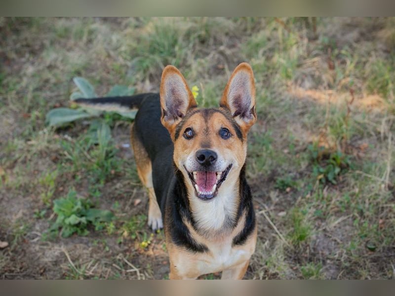 SPARKY - der verspielte und liebe Rüde möchte ein Teil DEINER Familie sein!