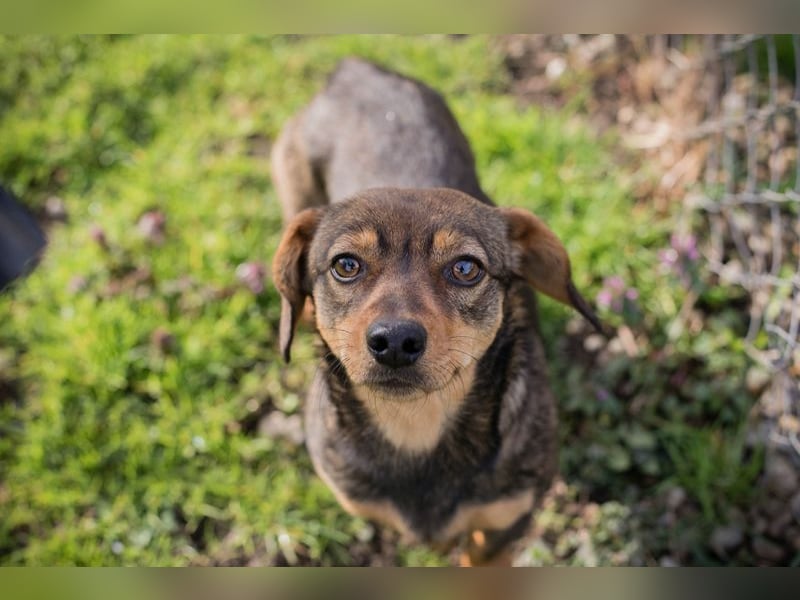 Welpe MILKA - ich suche eine Familie die mich beschützt und mir ein Zuhause schenkt
