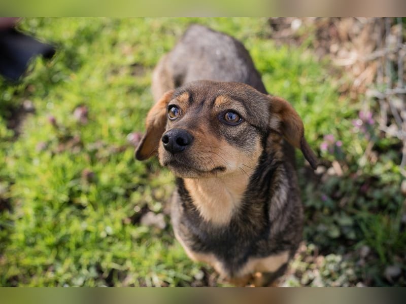Welpe MILKA - ich suche eine Familie die mich beschützt und mir ein Zuhause schenkt