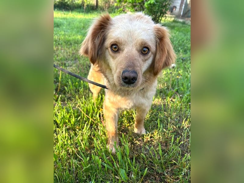 FEE - die süße Zaubermaus freut sich auf ein tolles Für-Immer Zuhause!