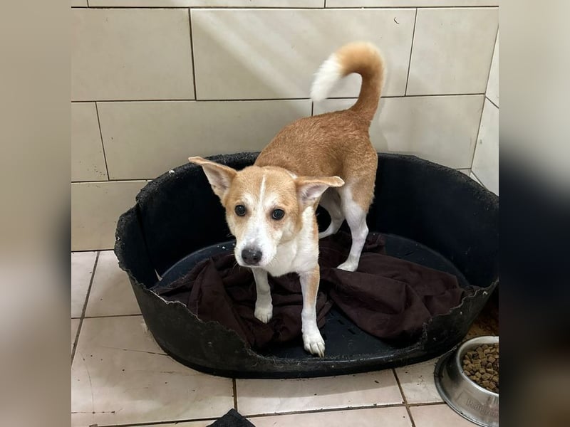 INTI - der süße Rüde ist noch etwas schüchtern und sucht eine geduldige Familie