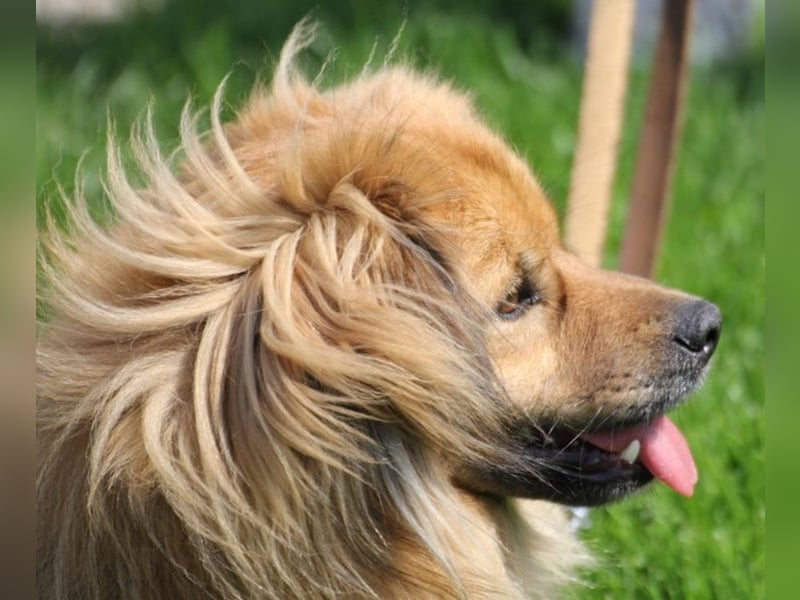 ROBY - bei Unbekanntem bin ich zurückhaltend, habe ich aber Vertrauen lasse ich mich gerne kraulen