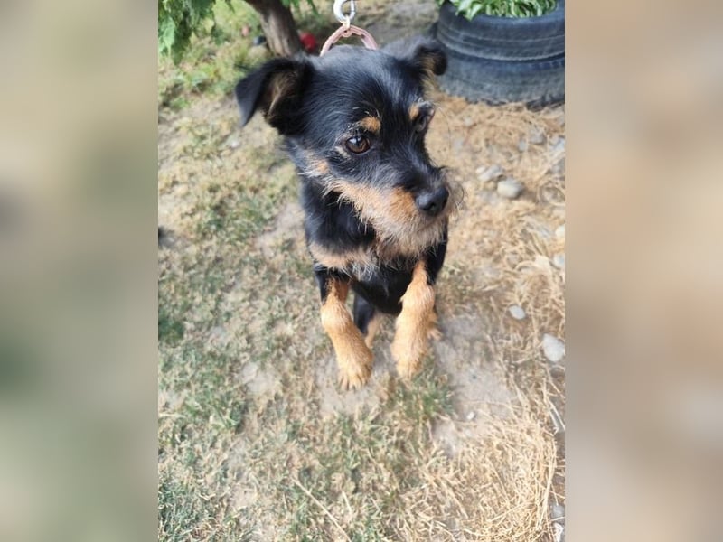 MELEK - der kleine Hundemann träumt von einem liebevollen Für-Immer Zuhause!