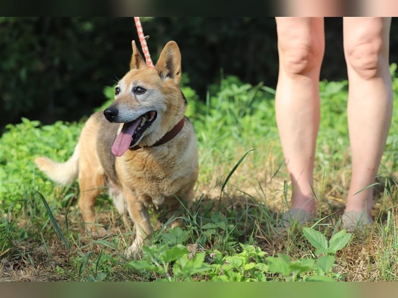 EDO - der liebe und anspruchslose Senior möchte seine Rente bei einer lieben Familie verbringen!