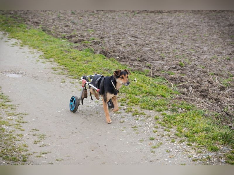 ROBY - der lebensfrohe, verschmuste Rüde mit Handicap träumt von einer eigenen Familie