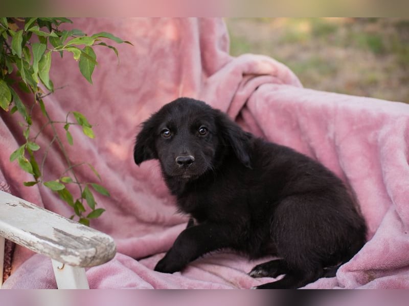 Welpe RESI - und heute ist Schnullialarm im Tierheim Prijatelji