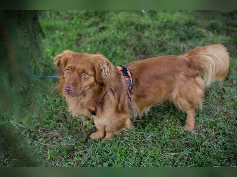 MICHEL - ich mag andere Hunde und wünsche mir ein Zuhause mit viel Zeit!
