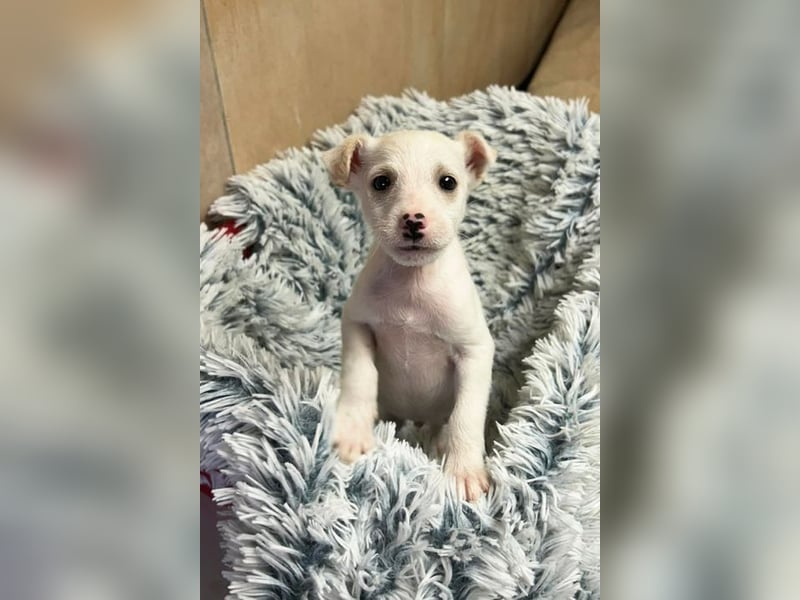 JIN - Hallo, hier bin ich! Wer schenkt mir ein Zuhause?