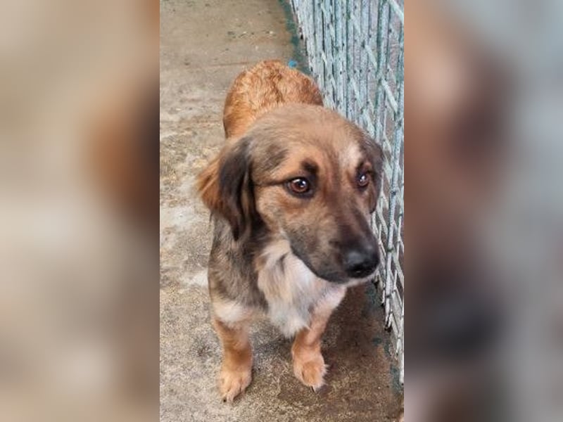 ZIWA - die liebe, dankbare und verschmuste Maus träumt von einem liebevollen Zuhause!