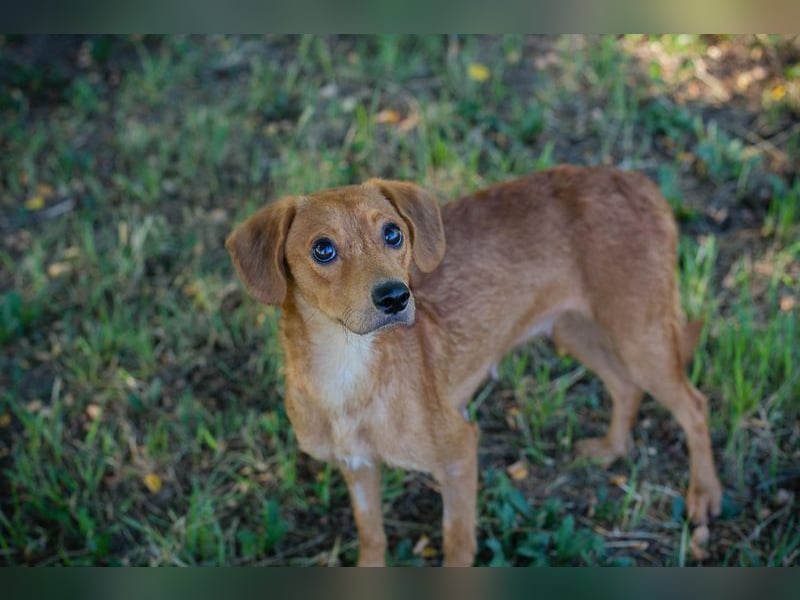 LEICA - die gehorsame, brave Maus sucht eine ruhige, geduldige und liebevolle Familie
