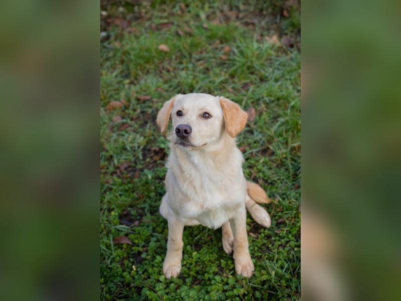 NINETTE - ich träume von einem tollen Zuhause bei lieben Menschen!