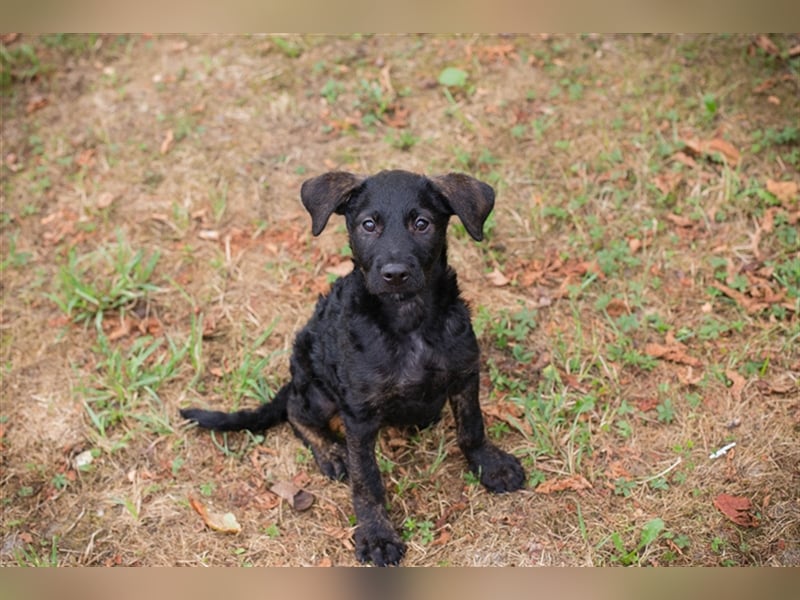 Welpe JETTE - die fröhliche kleine Maus möchte mit ihren Menschen die Welt entdecken!