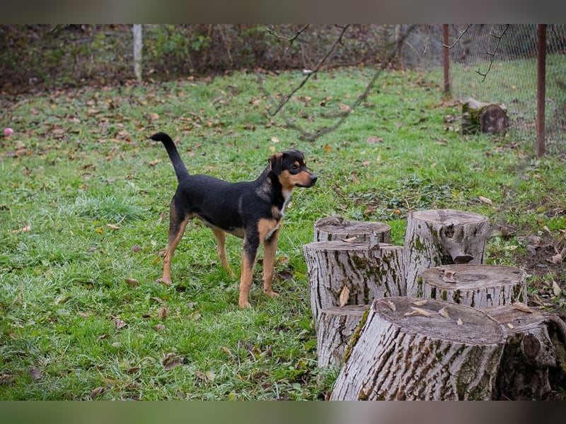 DAVY - der hübsche und aktive Junghund freut sich auf tolle Abenteuer!