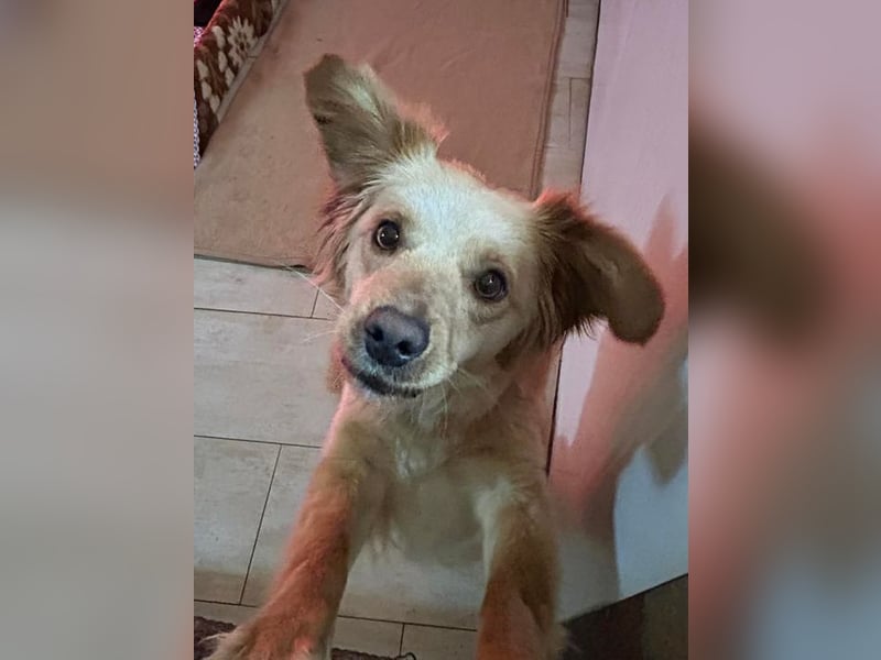 FEE - die süße Zaubermaus freut sich auf ein tolles Für-Immer Zuhause!