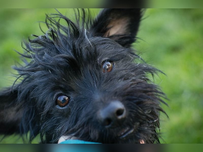 GRUMPY - die kleine Strubbelmaus sucht ein liebevolles Zuhause!