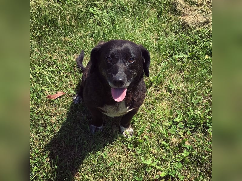 Zera - Aktiv, freundlich, schmusig.....sucht ihr Für-immer-Zuhause