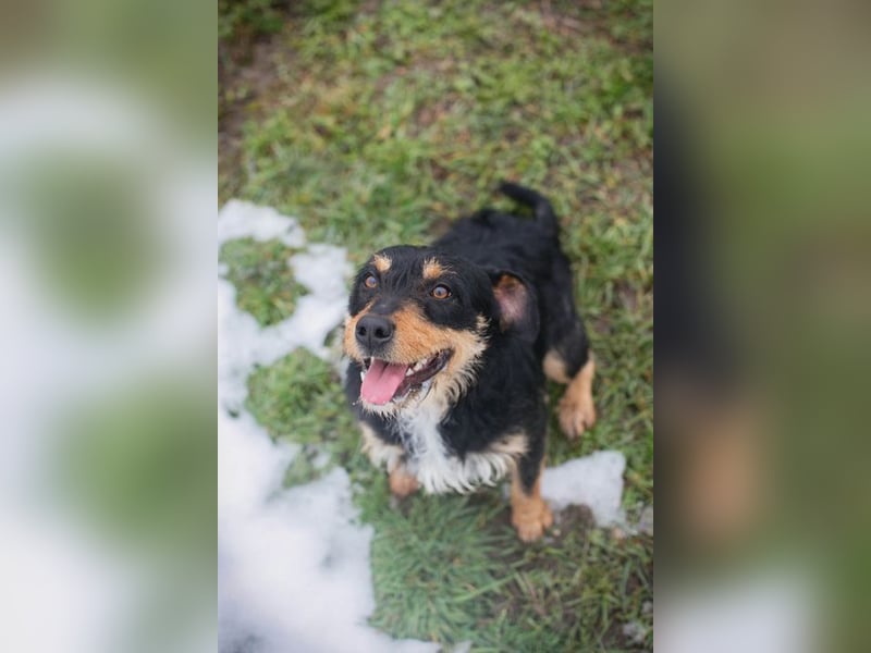 JETTE - schenkst DU mir dein Herz und ein tolles Zuhause?