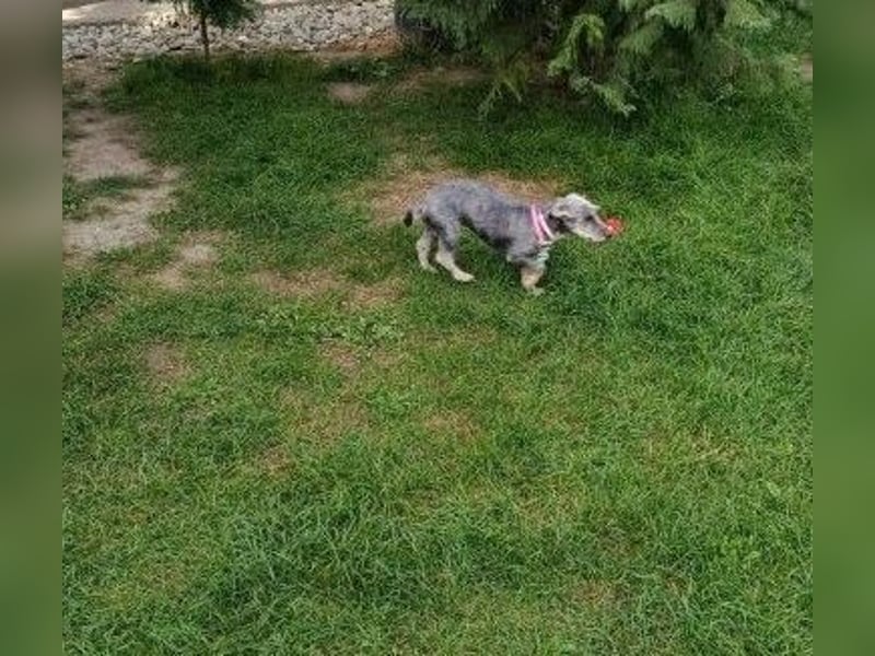 RENCA - die goldige, temperamentvolle kleine Hündin freut sich auf tolle Abenteuer!