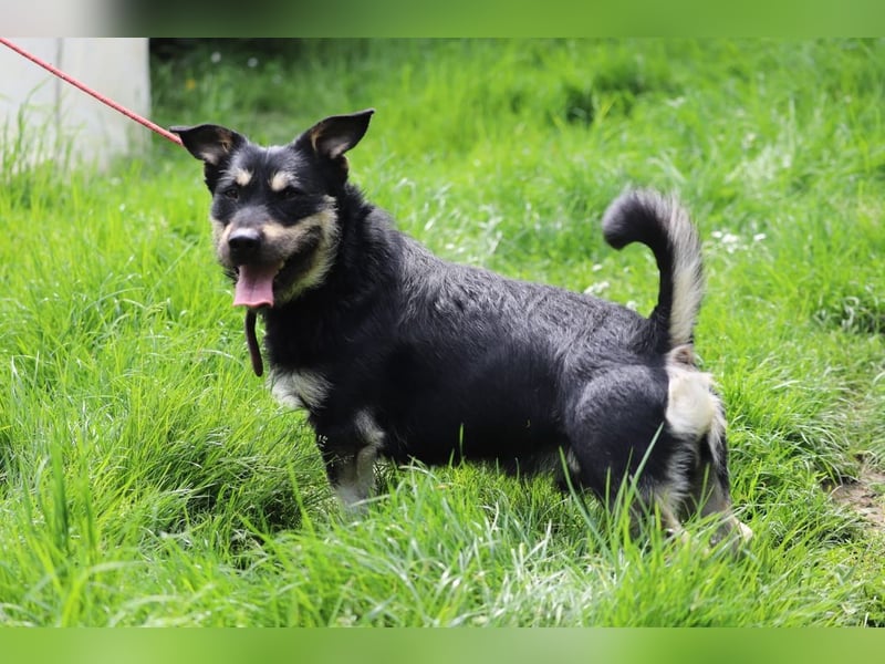 FREDY - das fröhliche und freundliche Kerlchen träumt von einem lieben Für-Immer Zuhause