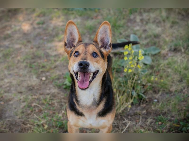 SPARKY - der verspielte und liebe Rüde möchte ein Teil DEINER Familie sein!