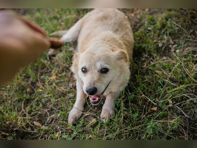 ROXI - die kleine Seniorin freut sich auf ihr erstes eigenes Zuhause!