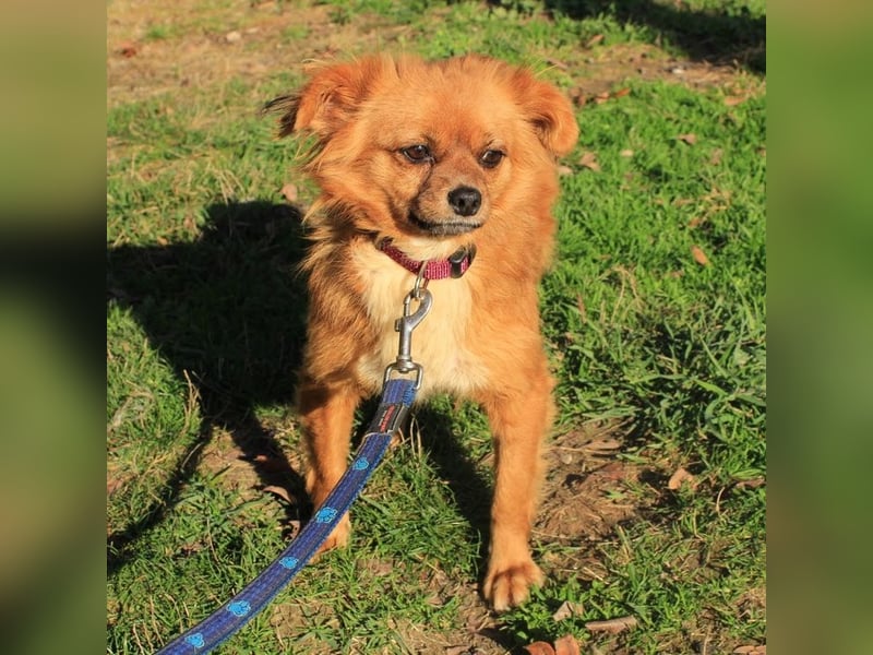 TIKA - die hübsche kleine Maus sucht trotz ihres Handicaps ein liebevolles Für-Immer Zuhause