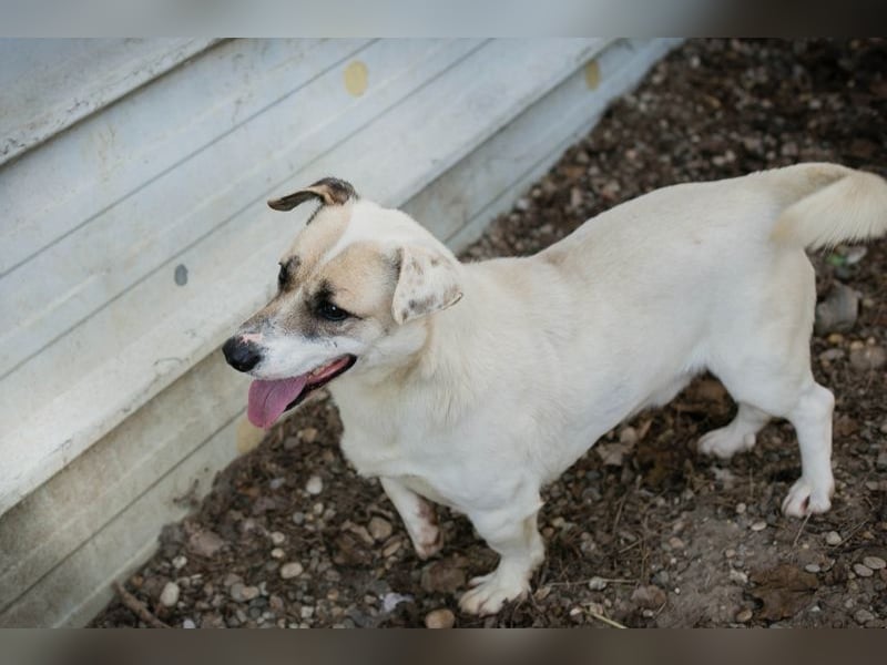 Chip-Nr. 272077 - wer schenkt mir sein Herz und ein Zuhause?