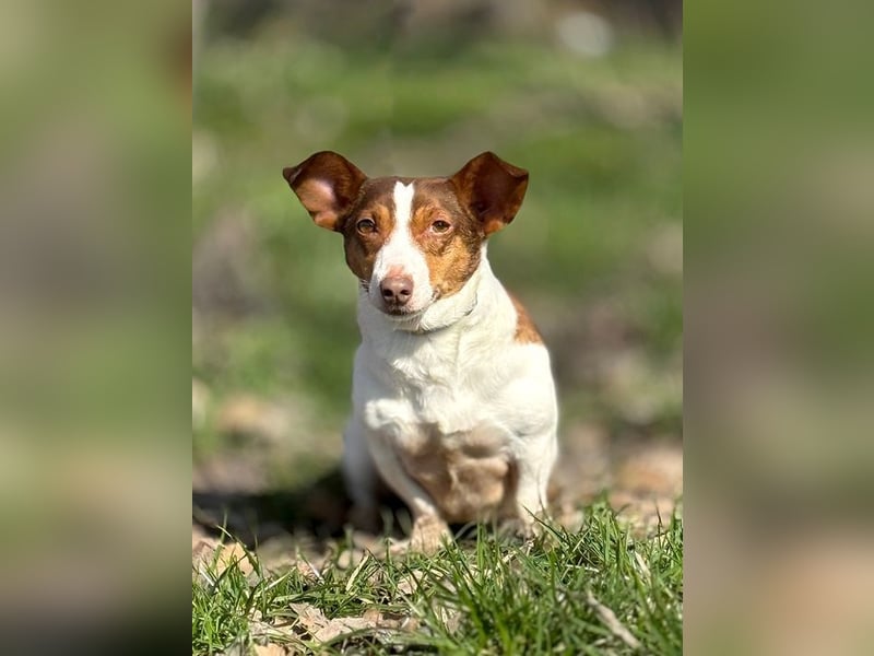 RAISHA - spazieren, lernen, kuscheln - wir suchen hier eine unternehmungslustige Familie!