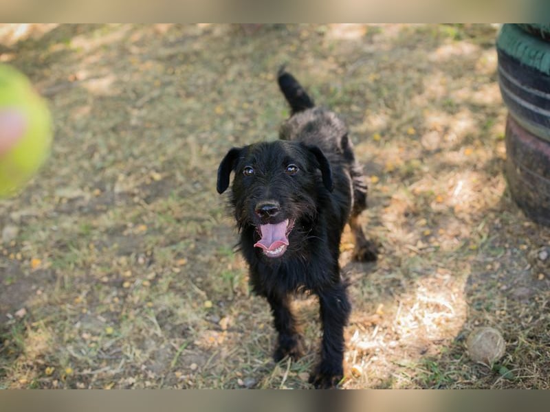 DARKO - ich suche ein tolles Für-Immer Zuhause!