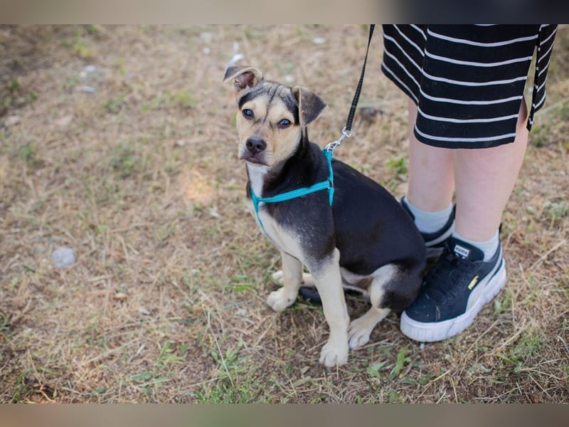 Sime sucht ein Zuhause, aber bitte eines ohne Kleintiere