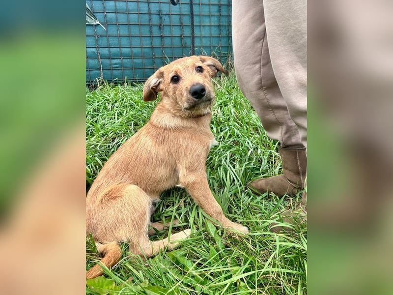 PANCHO - ich freue mich auf tolle Abenteuer mit meinen Menschen!