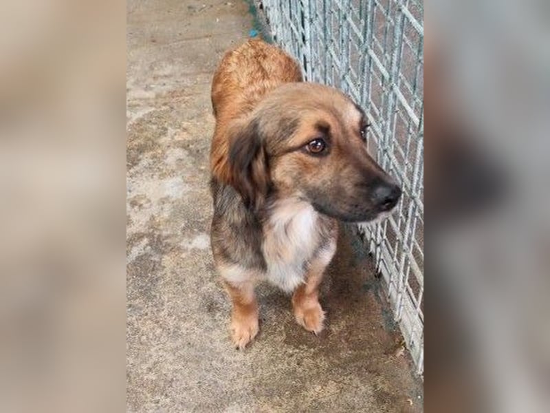 ZIWA - die liebe, dankbare und verschmuste Maus träumt von einem liebevollen Zuhause!